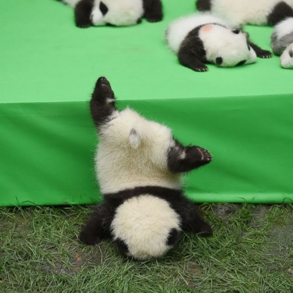 Meet your Posher, Megan - Picture 1 of 1